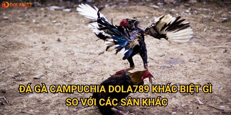 Có nên tham gia đá gà Campuchia tại Dola789 không? 2 Đá gà Campuchia Dola789 khác biệt gì so với các sân khác?