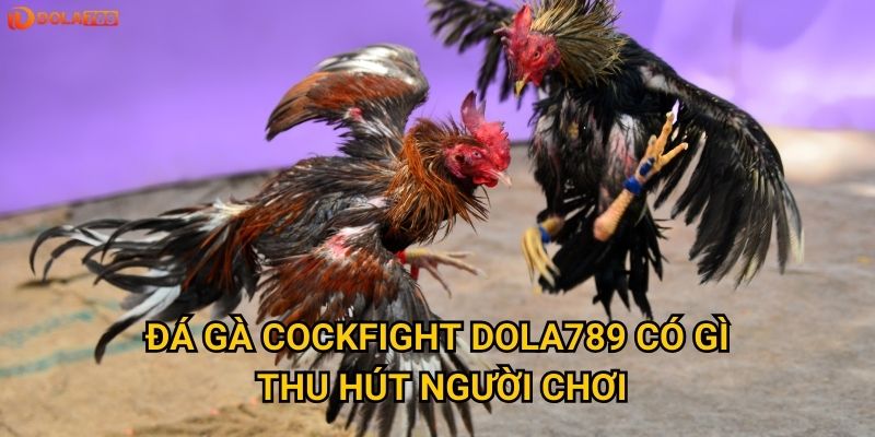 Vì sao nên chọn đá gà Cockfight để giải trí tại Dola789? 2 Đá gà Cockfight Dola789 có gì thu hút người chơi?