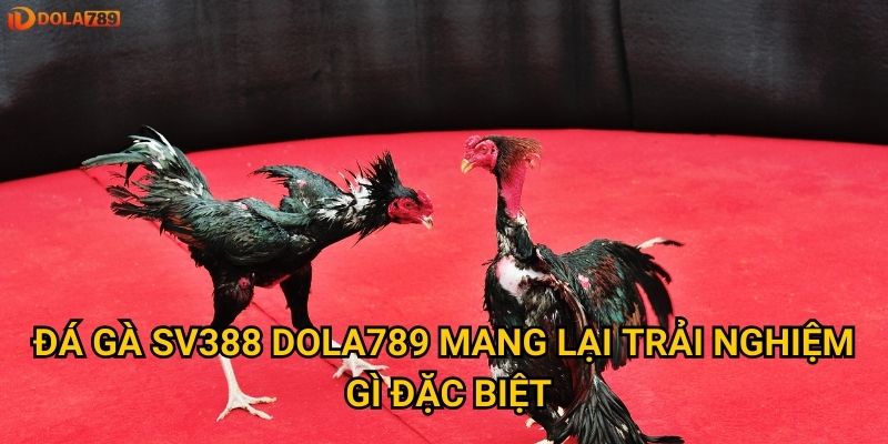 Làm sao để thắng lớn với đá gà SV388 qua Dola789? 2 Đá gà SV388 Dola789 mang lại trải nghiệm gì đặc biệt?