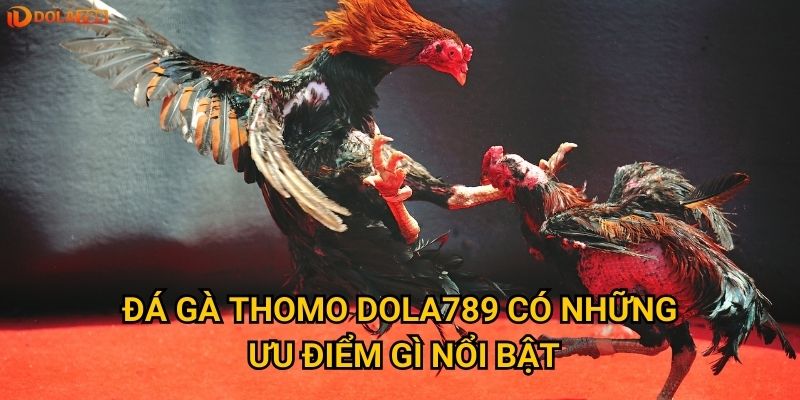 Tại sao đá gà Thomo lại được ưa chuộng nhất tại Dola789? 2 Đá gà Thomo Dola789 có những ưu điểm gì nổi bật?