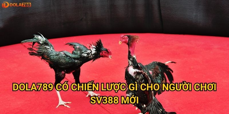 Làm sao để thắng lớn với đá gà SV388 qua Dola789? 3 Dola789 có chiến lược gì cho người chơi SV388 mới?