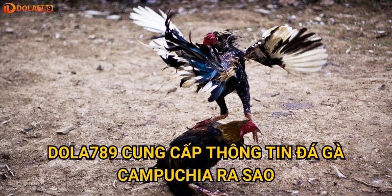 Có nên tham gia đá gà Campuchia tại Dola789 không? 3 Dola789 cung cấp thông tin đá gà Campuchia ra sao?