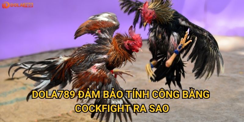 Vì sao nên chọn đá gà Cockfight để giải trí tại Dola789? 3 Dola789 đảm bảo tính công bằng Cockfight ra sao?