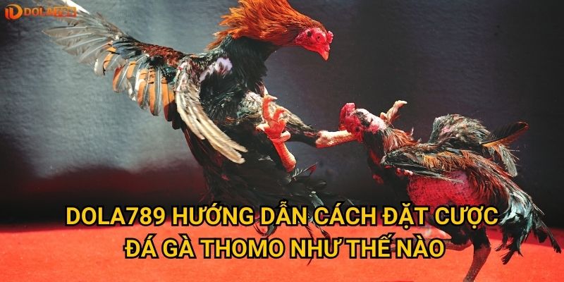 Tại sao đá gà Thomo lại được ưa chuộng nhất tại Dola789? 3 Dola789 hướng dẫn cách đặt cược đá gà Thomo như thế nào?